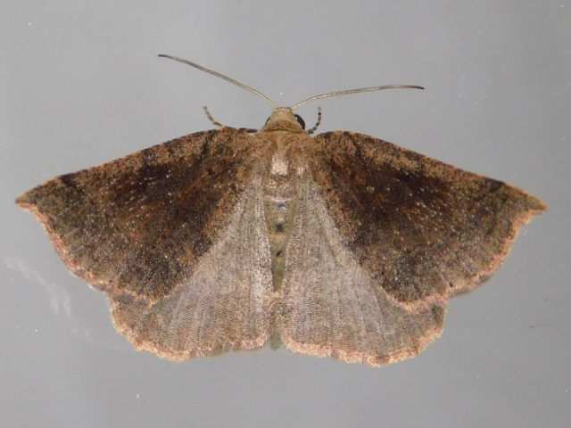 Pareclipsis oxyptera